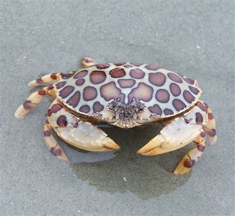 calico box crab information